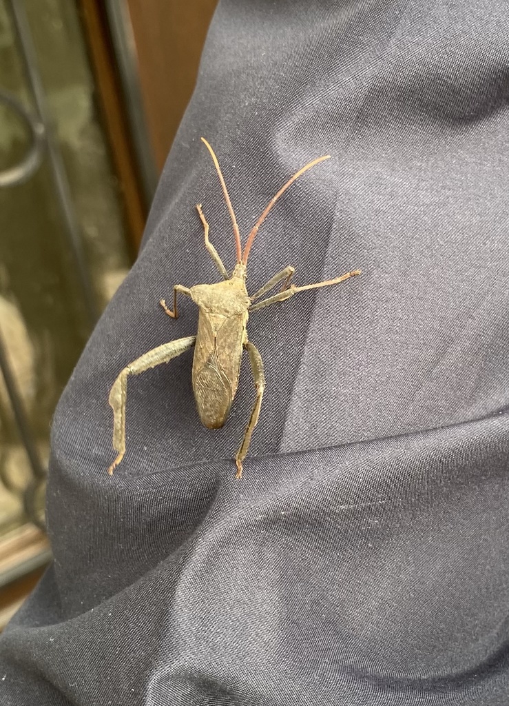 Giant Leaf Footed Bug From Solara Ledge Ln Sugar Land Tx Us On