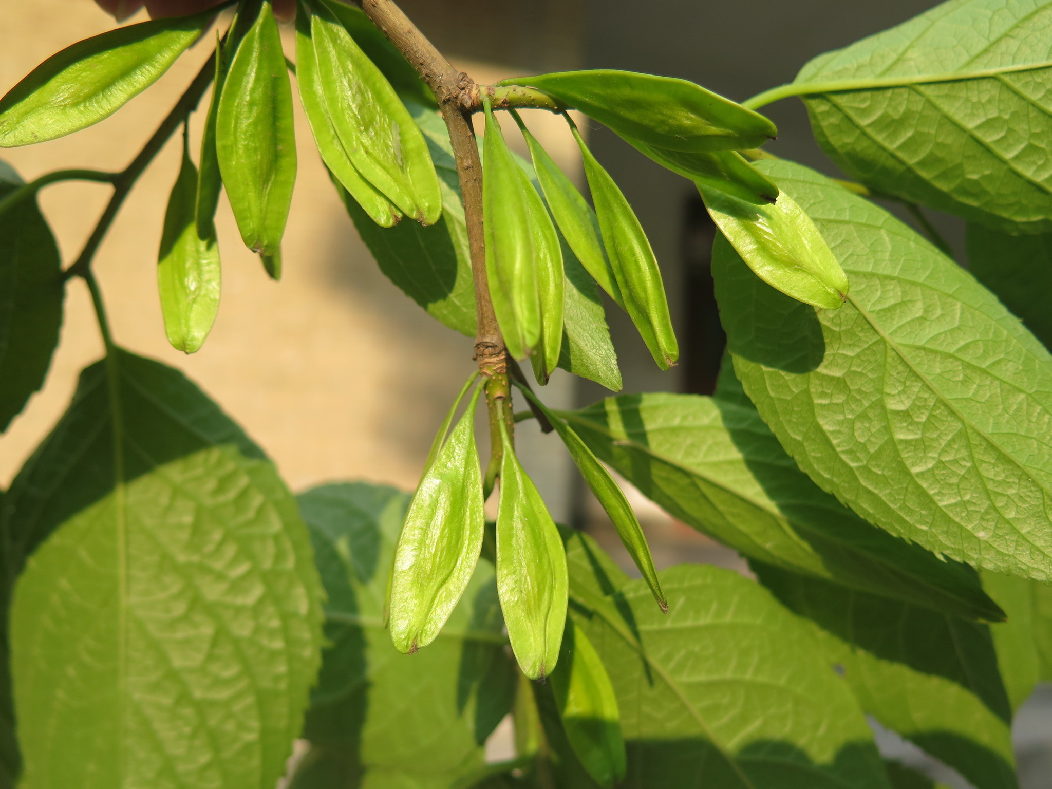 Eucommia Ulmoides Oliv