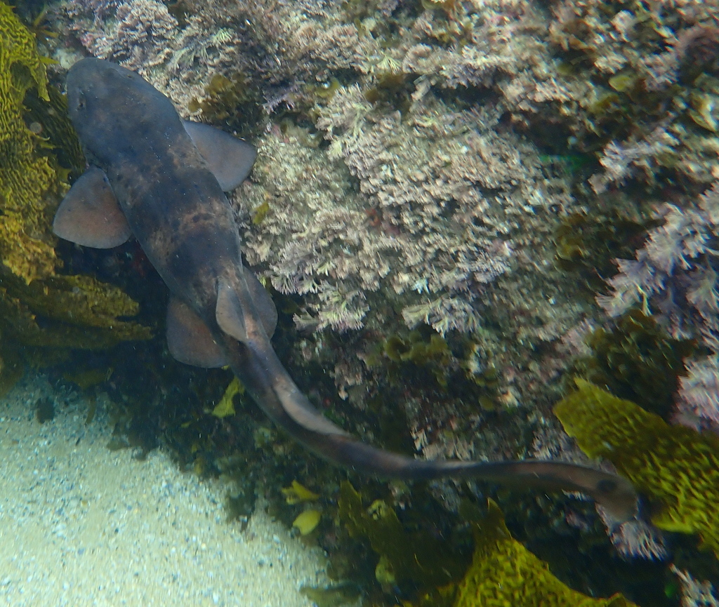 Blind Shark Fishes Of Cabbage Tree Bay Aquatic Reserve Sydney