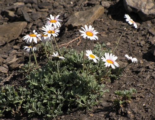 Subspecies Leucanthemopsis Alpina Minima Inaturalist