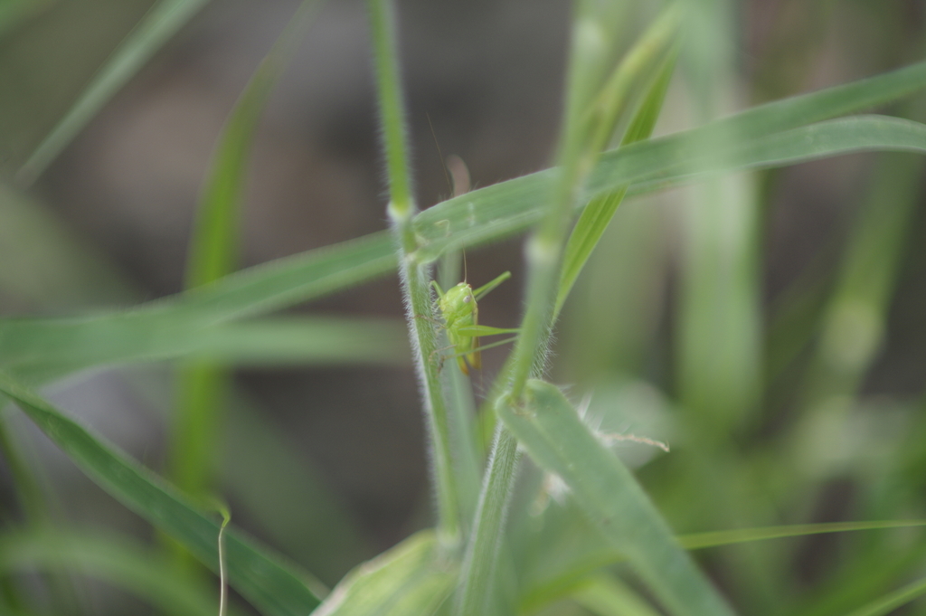 Common Meadow Katydids From Billa Billa QLD 4390 Australia On December