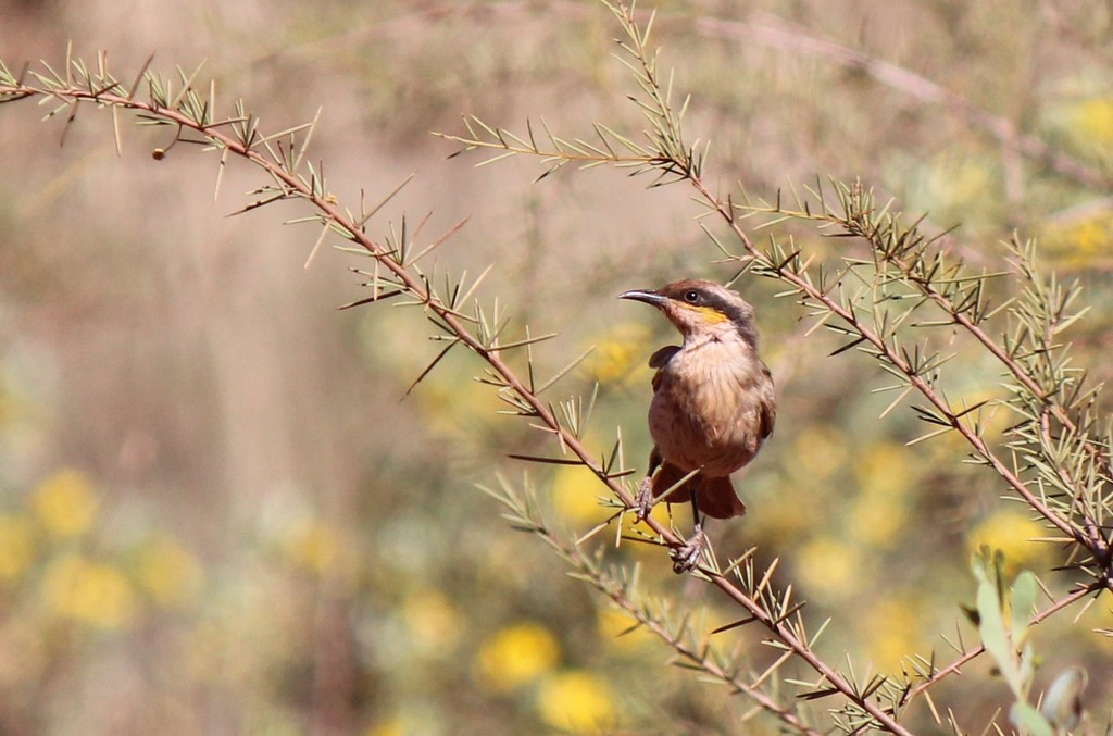 Spiny Cheeked Honeyeater From Newman Wa Australia On August