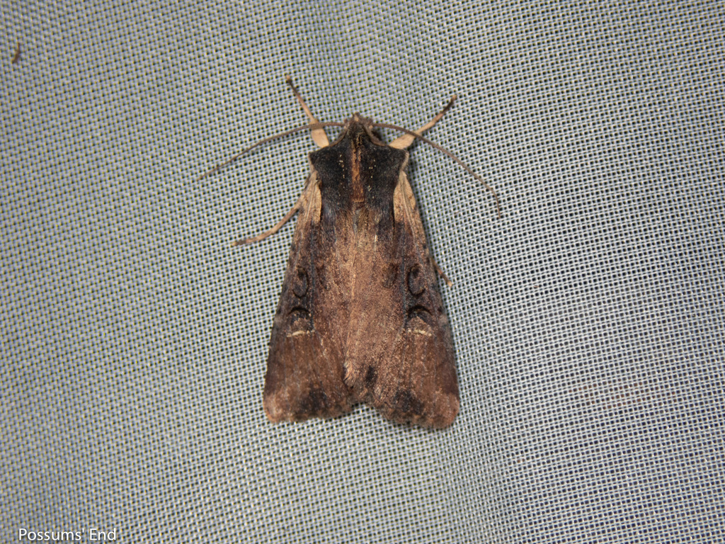 Ichneutica Omoplaca From Naseby New Zealand On January At