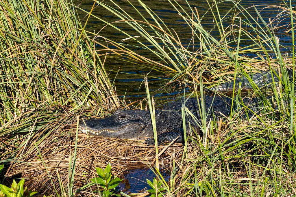 American Alligator From Miami Dade County FL USA On December 23 2021