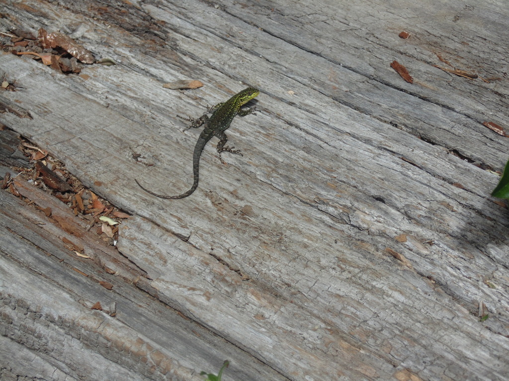 Blue Green Smooth Throated Lizard From Reserva Biol Gica Huilo Huilo