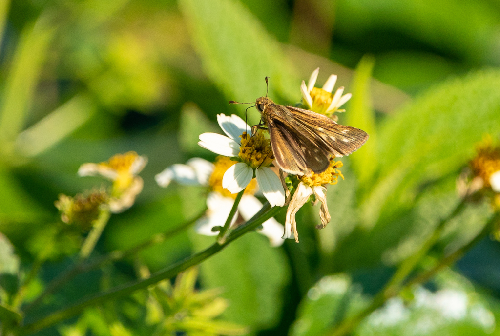 Obscure Skipper From Laffite S Cove Nature Preserve Galveston TX USA