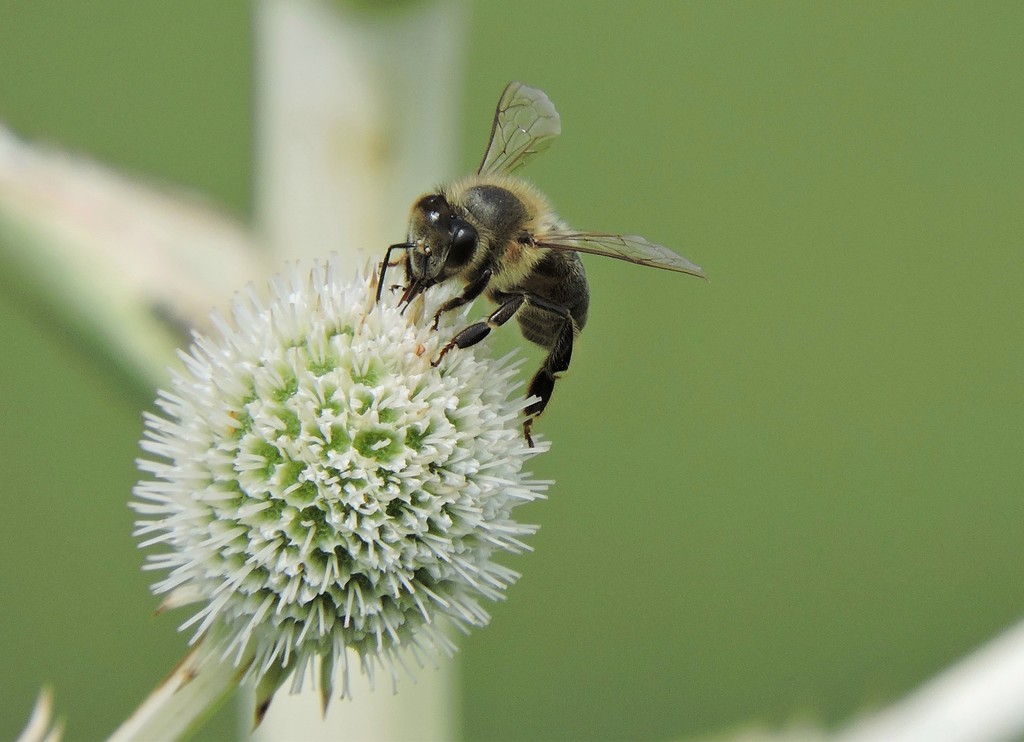 Western Honey Bee From 37000 Melo Departamento De Cerro Largo Uruguay