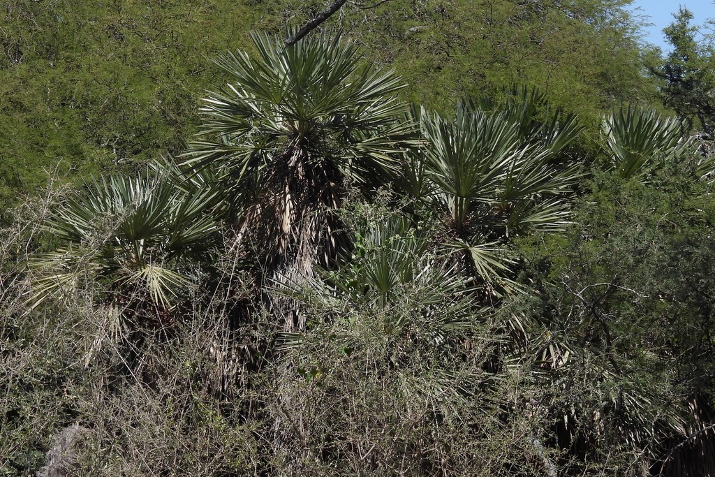 Trithrinax campestris from Feliciano Entre Ríos Argentina on January