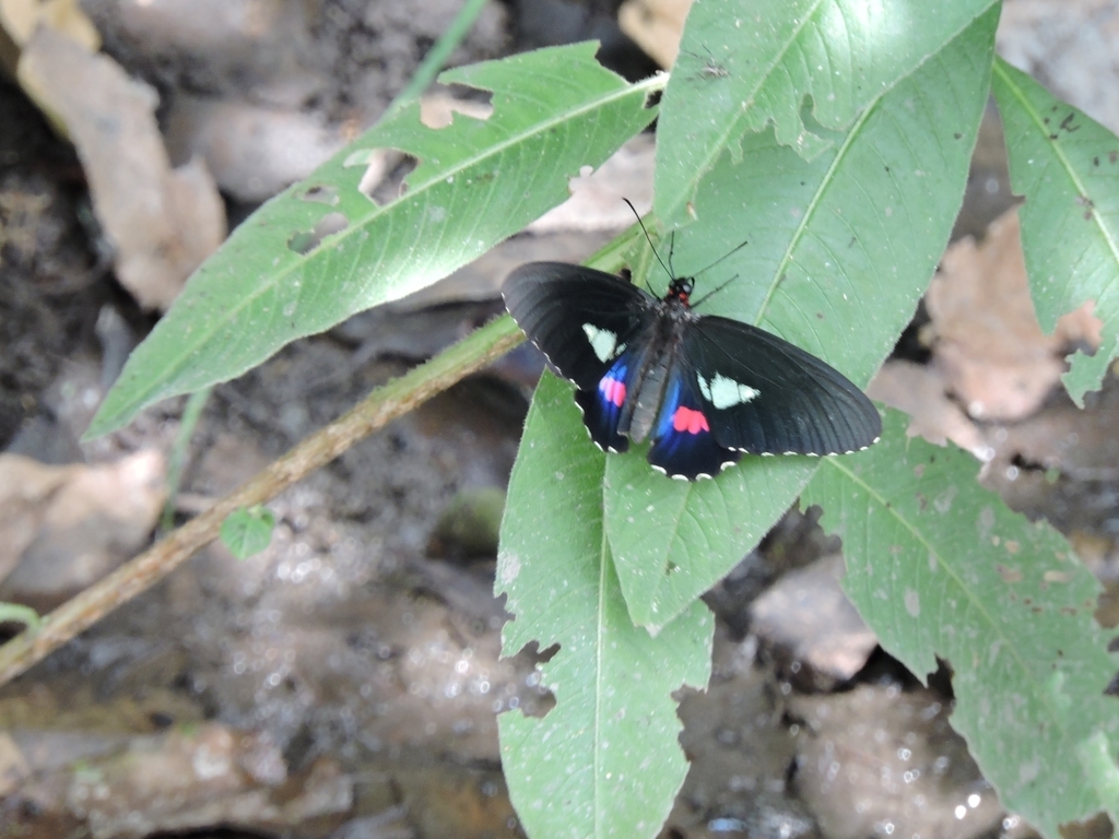 Anchises Cattleheart From Villeta Cundinamarca Colombia On January 15