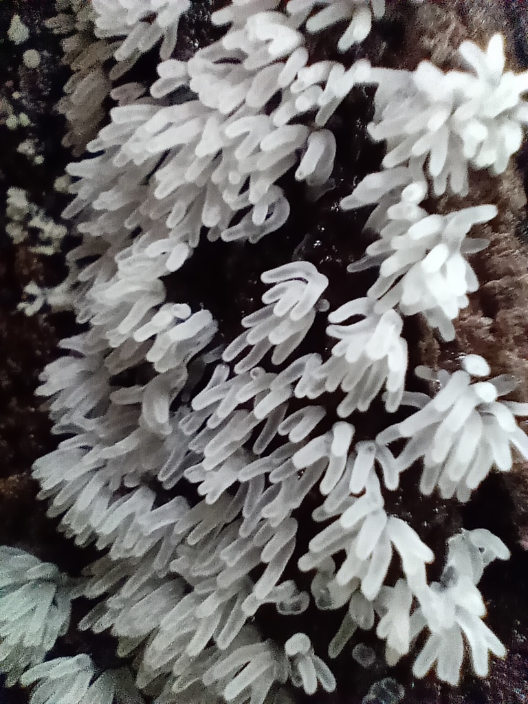 Honeycomb Coral Slime Mold From Blue Mountains NSW Australia On