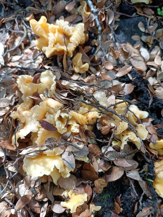 Cantharellus Wellingtonensis From View Hill 7495 New Zealand On