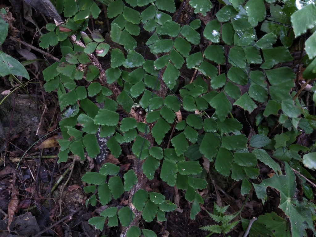 Adiantum Amplum From Ver M Xico On January At Pm