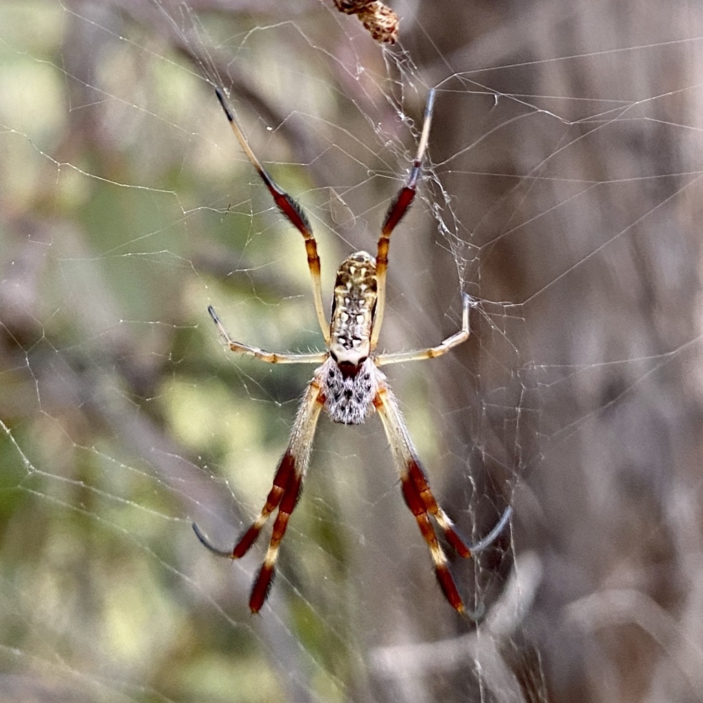 Australian Golden Orbweaver From Weirs Rd Armidale Nsw Au On January