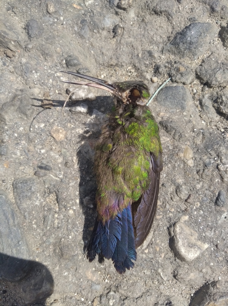 Copper Rumped Hummingbird From Bocon Trujillo Venezuela On