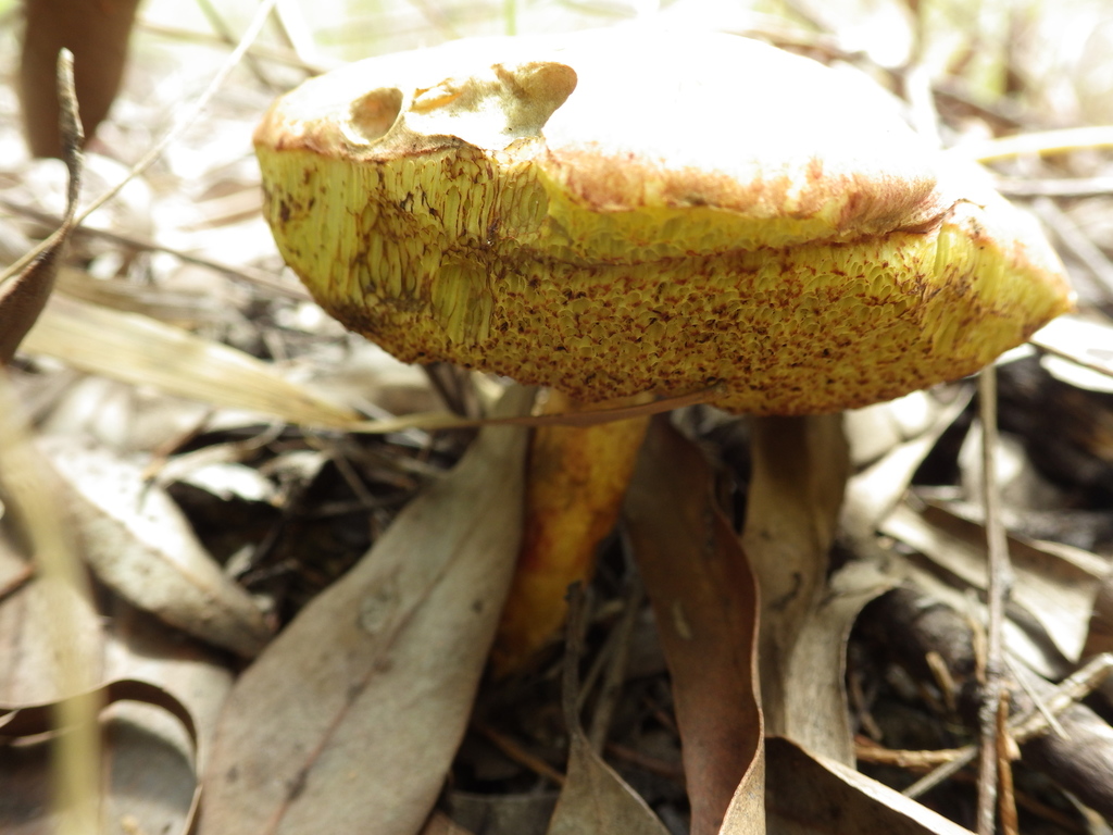 Boletes From Watsonville QLD 4887 Australia On January 16 2022 At 11