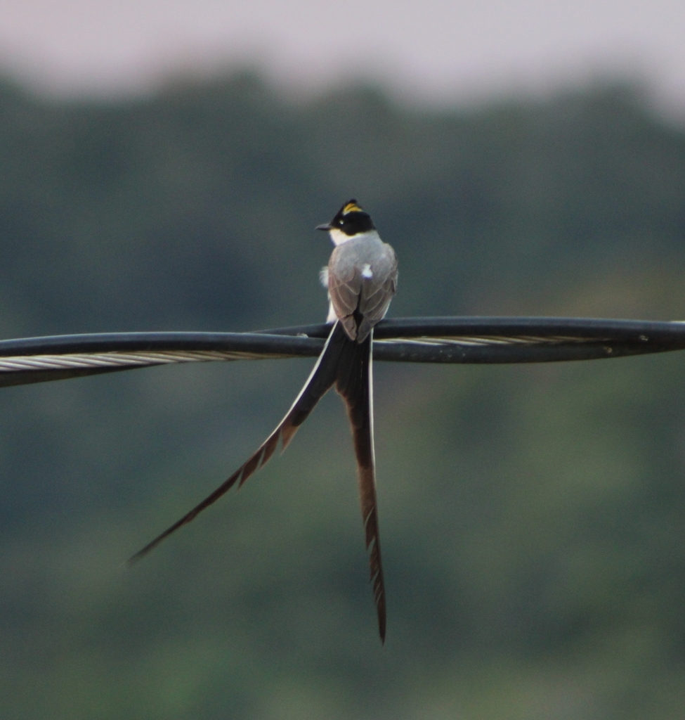 Fork tailed Flycatcher from São Lourenço MG 37470 000 Brasil on