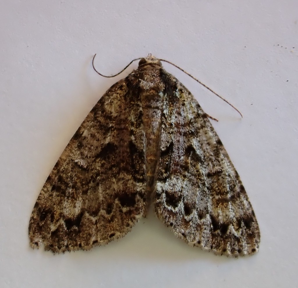 Common Forest Looper From Mahakirau Road Manaia New Zealand