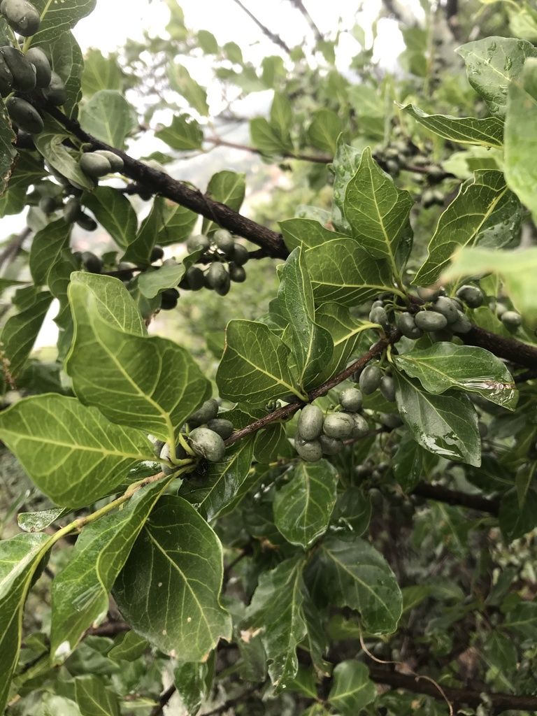 Rock Alder Knysna Locally Indigenous Trees Available In The Trade