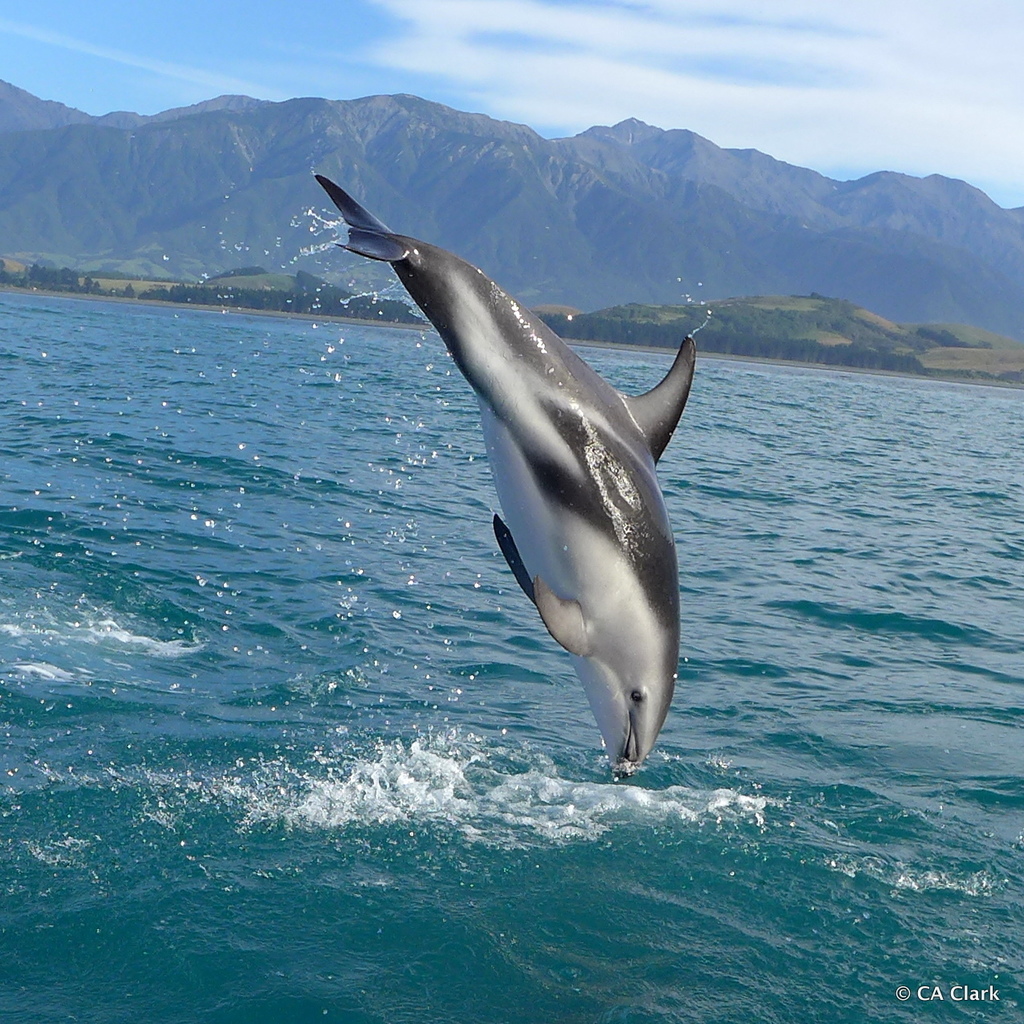 Oceanic Dolphins Delphinidae Marine Life Identification