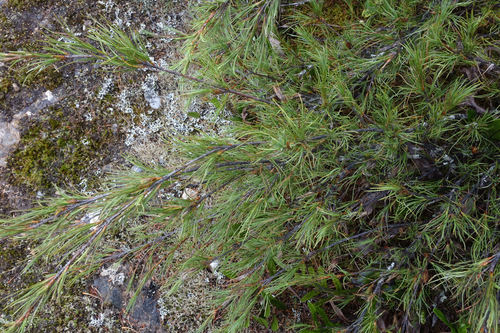 Variety Dracophyllum Uniflorum Frondosum Inaturalist