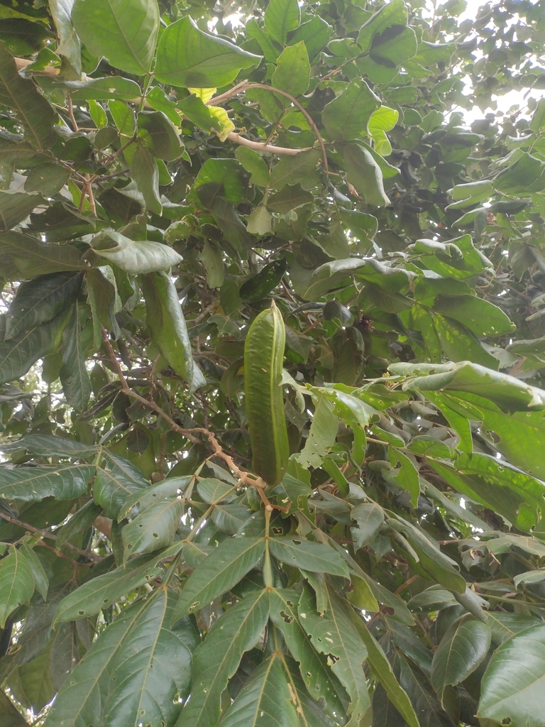 Inga Insignis From El Bosque De La Lomita Palenque Chis