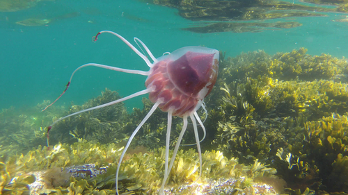 Helmet Jelly Jellyfish Of The Cape Fear Region Nc Inaturalist