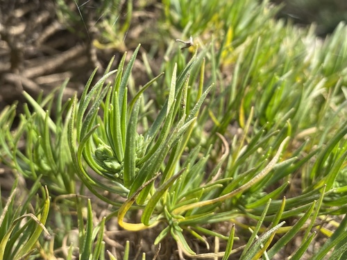 Subspecies Plantago Arborescens Costae INaturalist United Kingdom