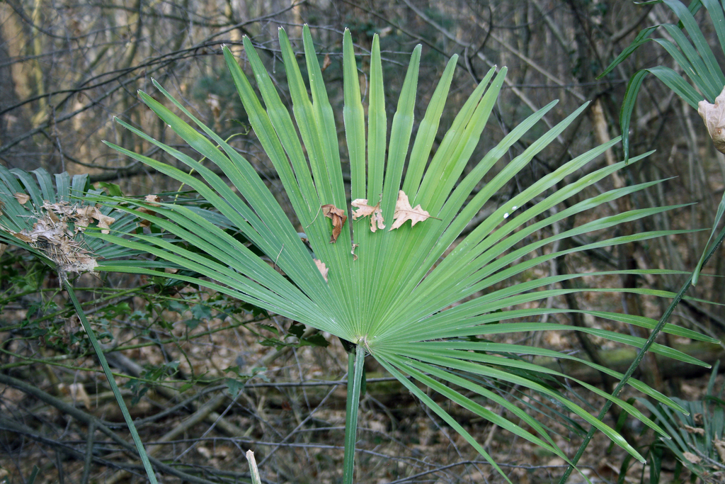 Chusan Palm In February 2022 By Alberto Colatore Trachycarpus