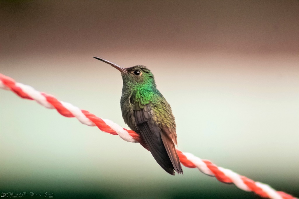 Rufous Tailed Hummingbird From Guayacan La Lomita 29960 Palenque Chis