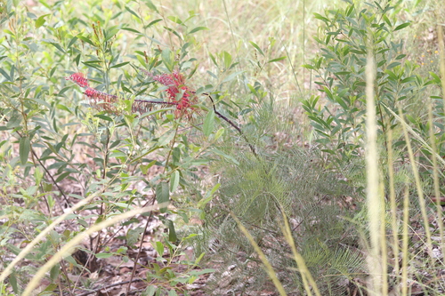 Subspecies Grevillea Dryandri Dasycarpa INaturalist