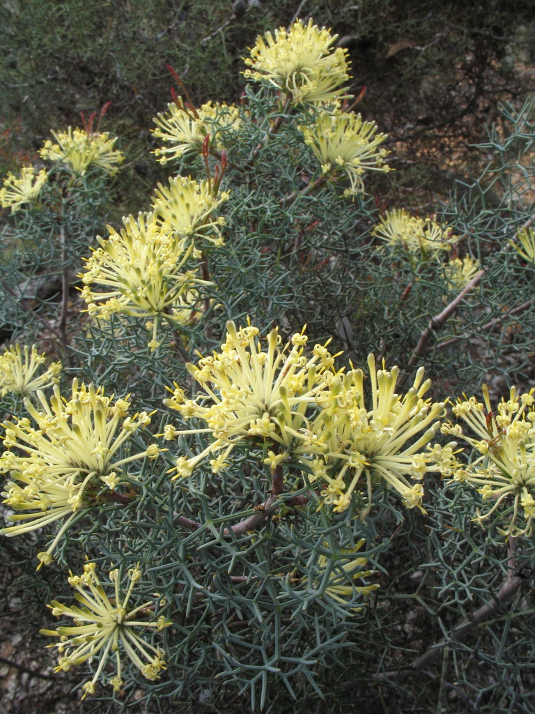 Tangled Petrophile From Woylie Walk Dryandra Wa Australia On