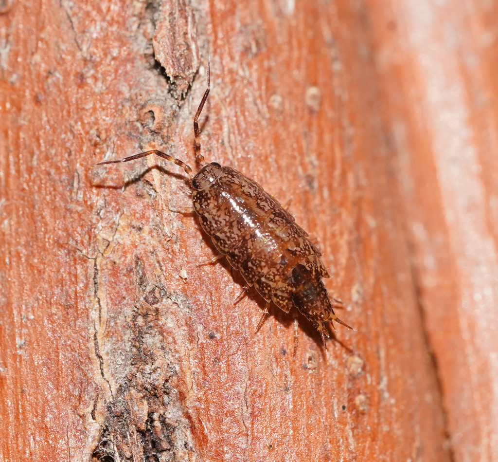 Philosciid Woodlice From Errinundra Saddle Goongerah Vic Au On