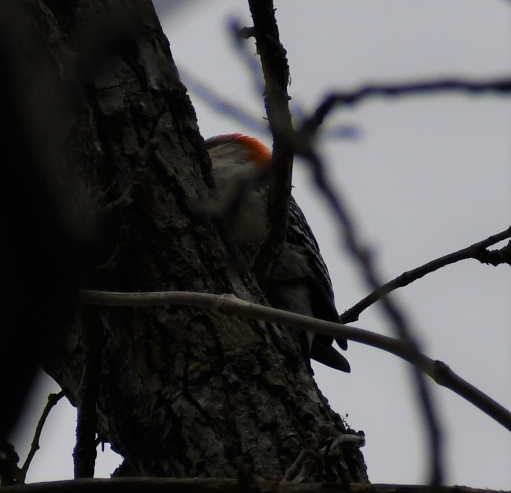 Red Bellied Woodpecker From Victoria TX USA On February 25 2022 At