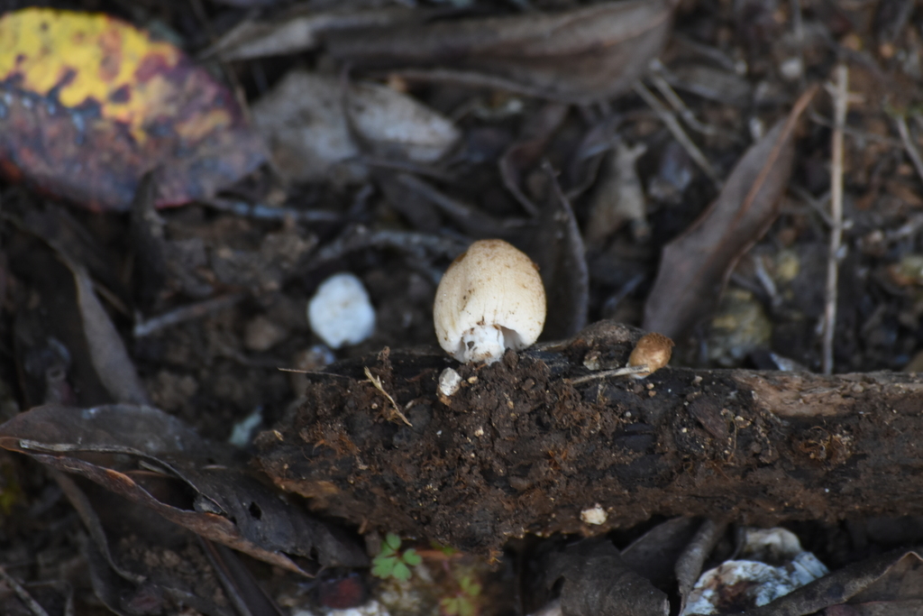 Coprinellus Sect Domestici From F Tima Portugal On February