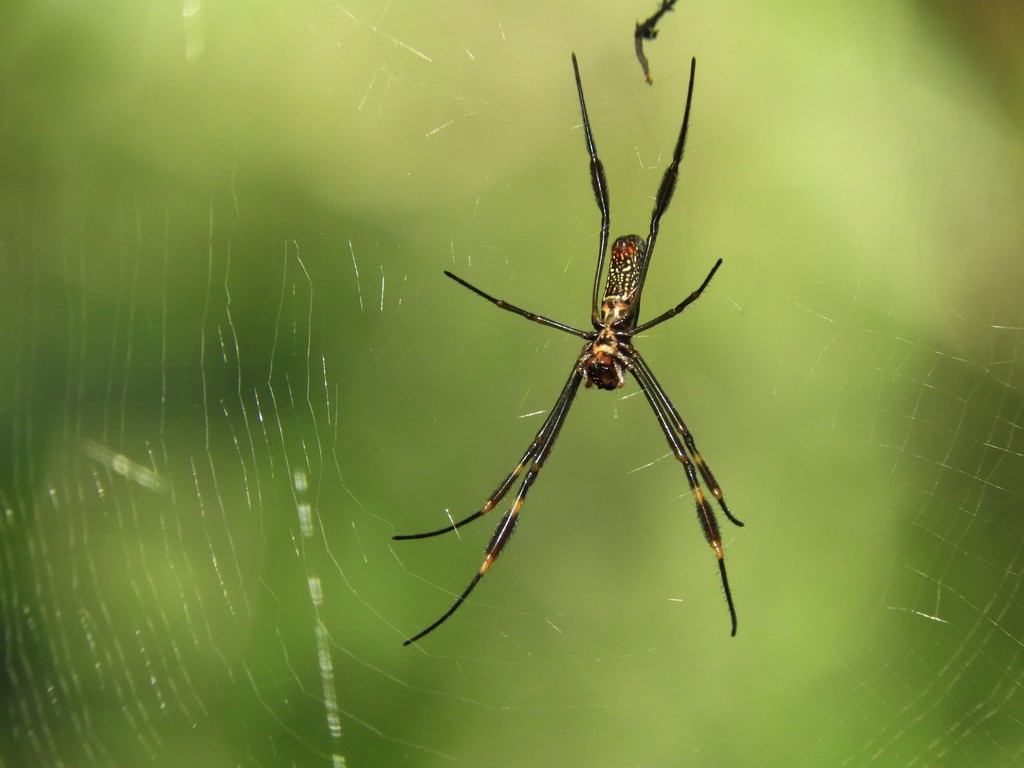 Golden Silk Spider From Bioparque 37000 Melo Departamento De Cerro