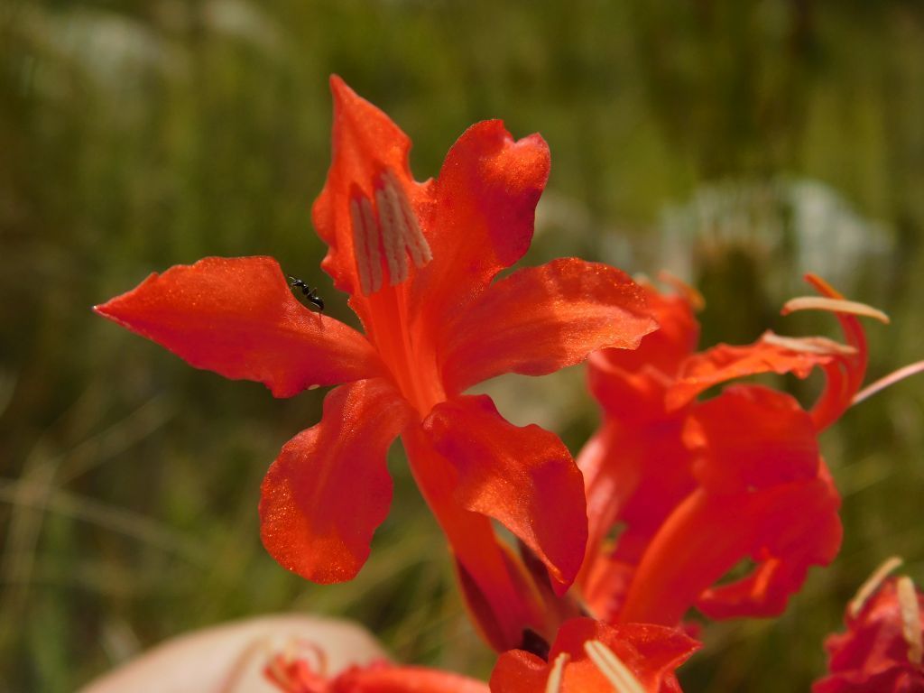 Red Reedpipe From Genadendal Trail South Africa On March At