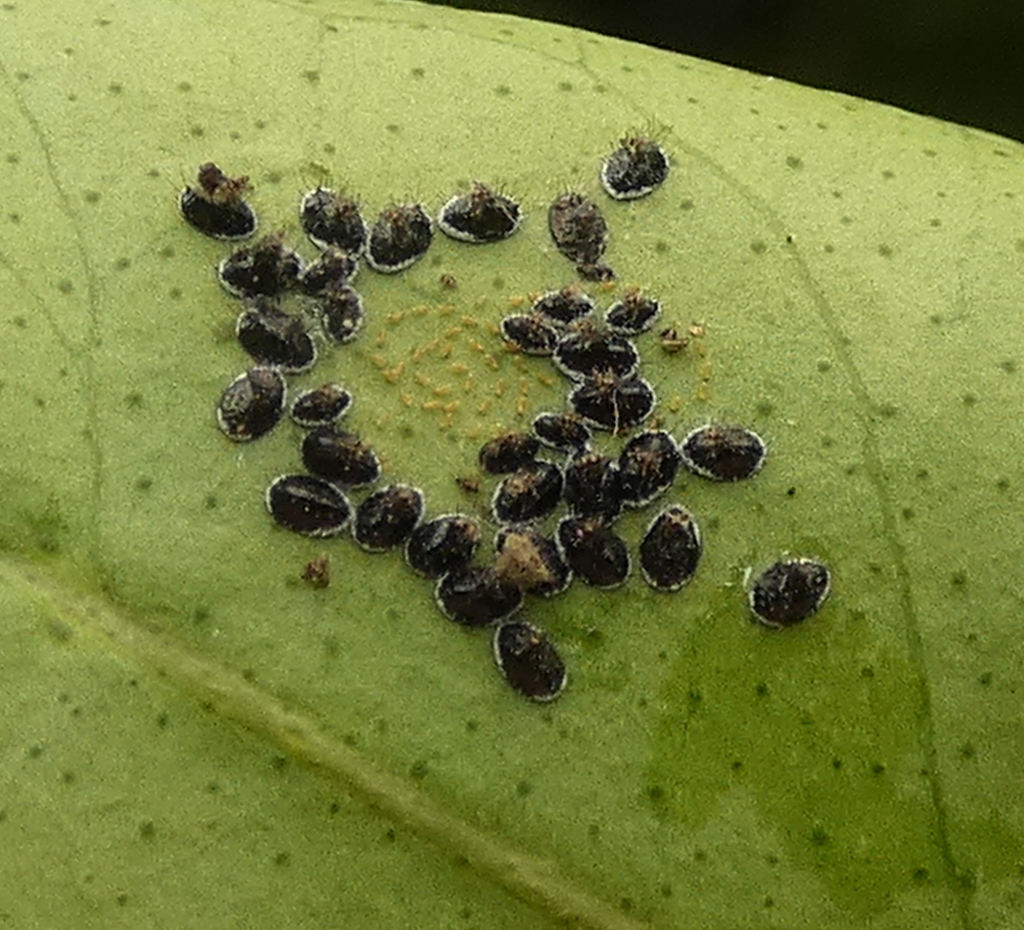 Aleurocanthus From Zona Rural De Paudalho Pernambuco On March