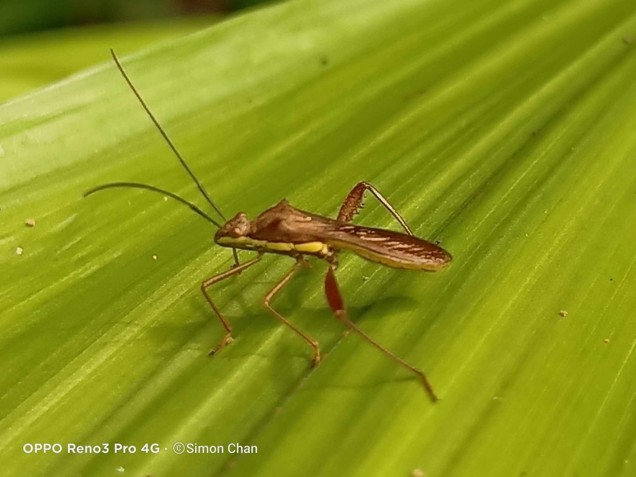 Riptortus Linearis Fabricius