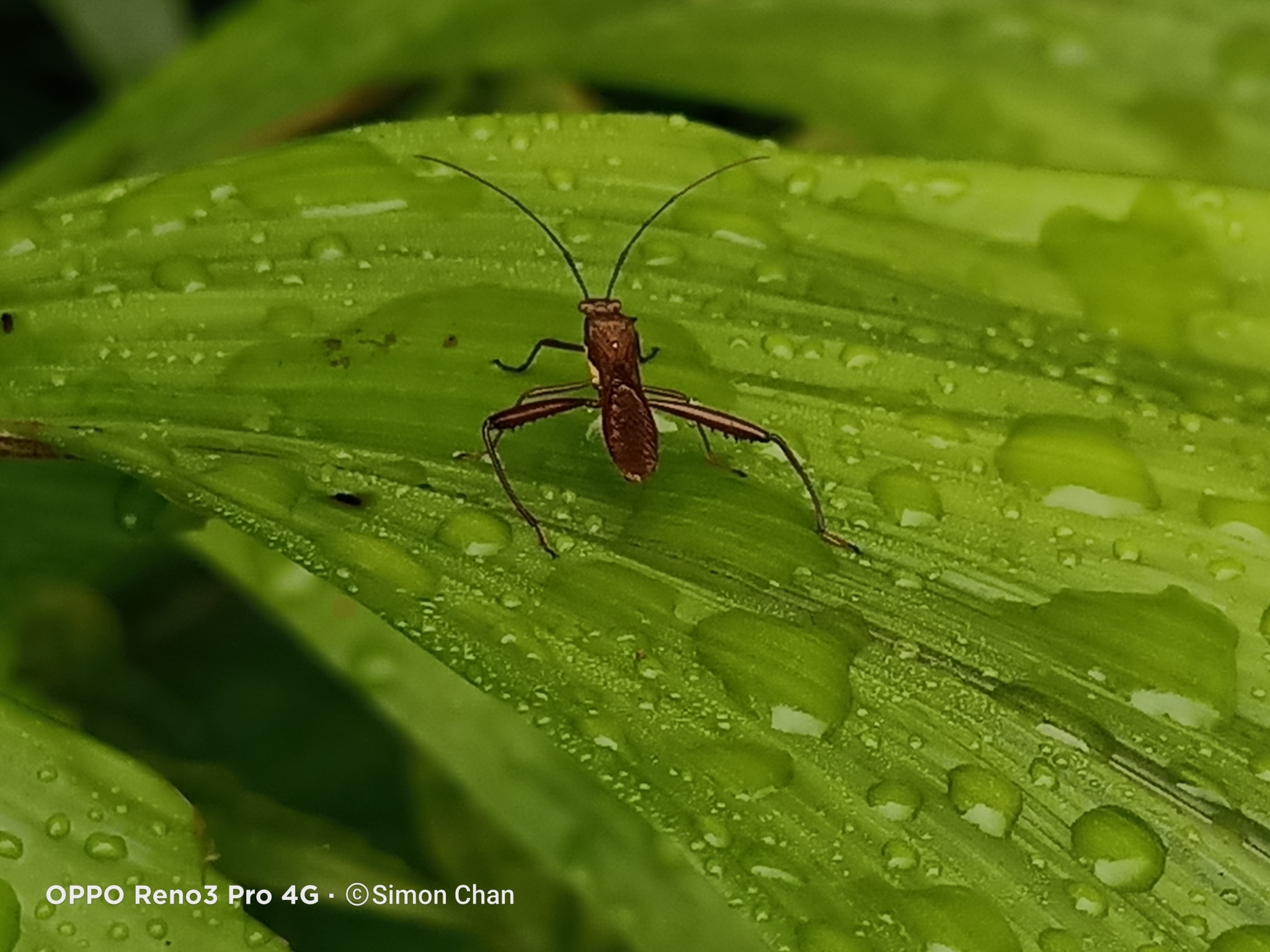 Riptortus Linearis Fabricius