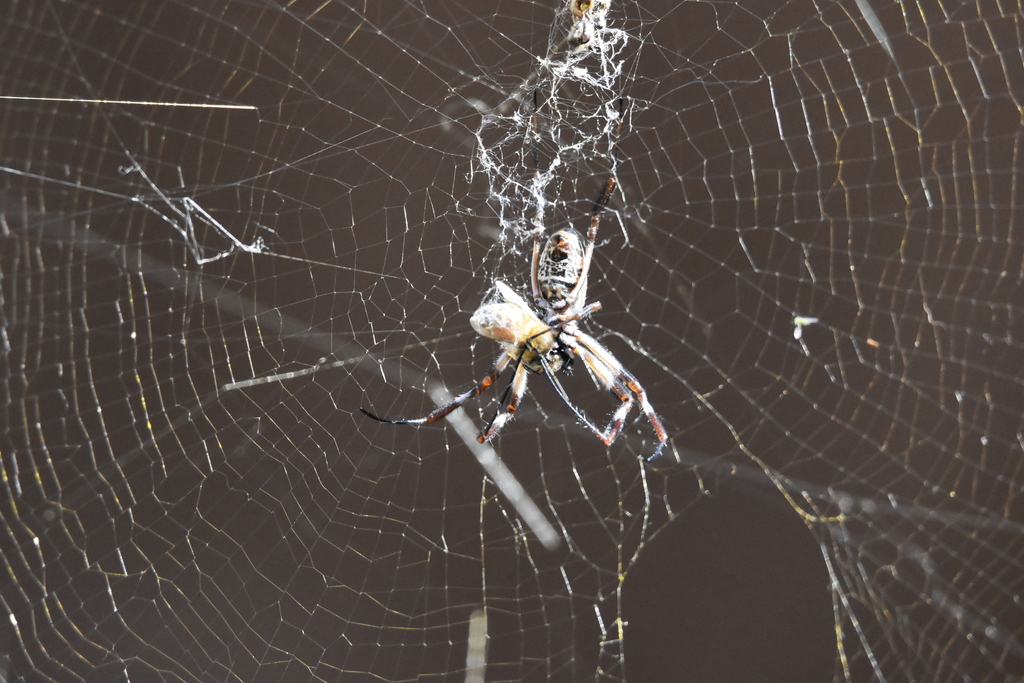 Australian Golden Orbweaver From Greenock Sa Australia On March