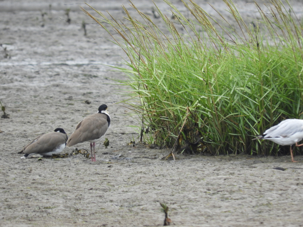 Black Shouldered Lapwing From South Gippsland Vic Australia On March