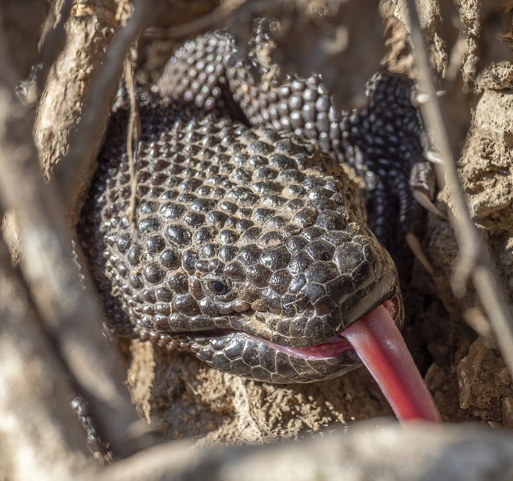 Guatemalan Beaded Lizard from Cabañas Guatemala on March 2 2022 at 05