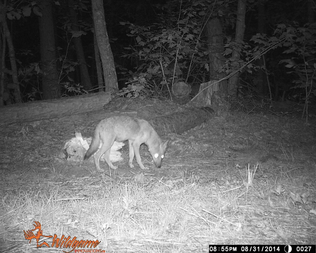 Coyote From Holliday Lake State Park Appomattox County Virginia USA