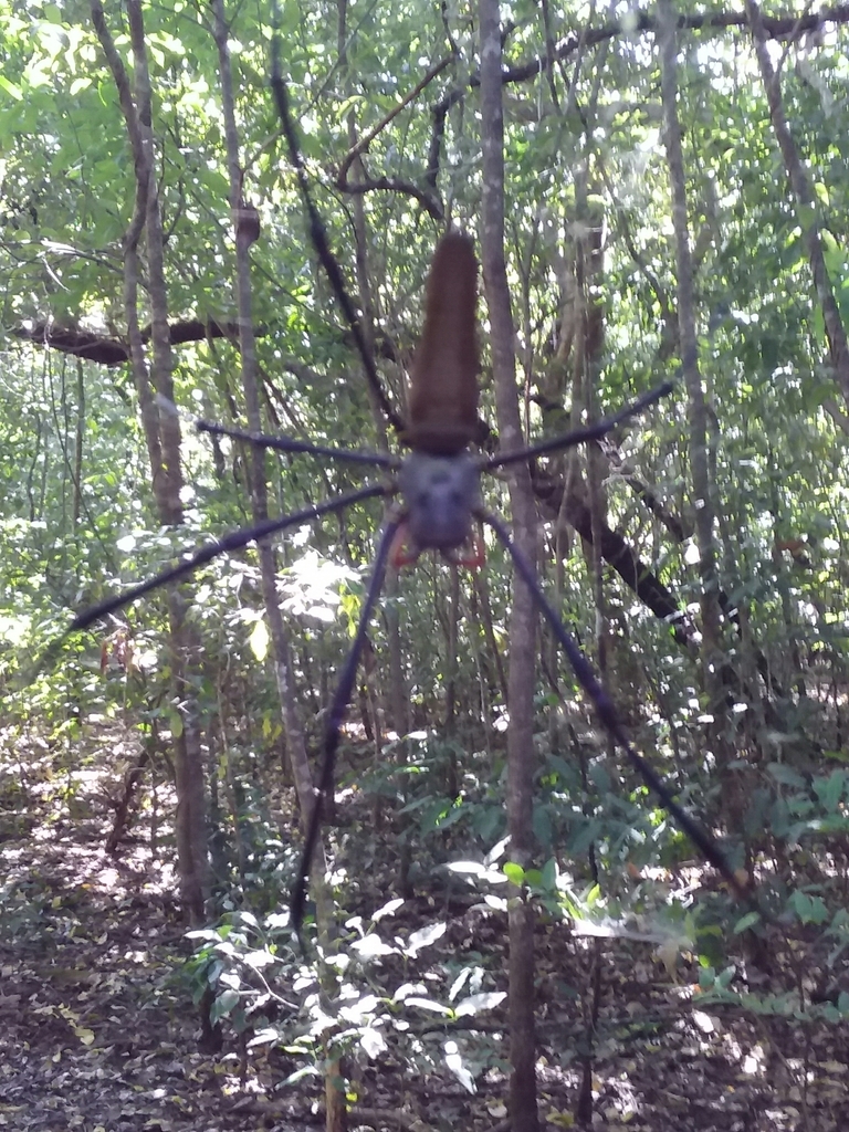 Giant Golden Orbweaver From Kakadu Nt Australia On May