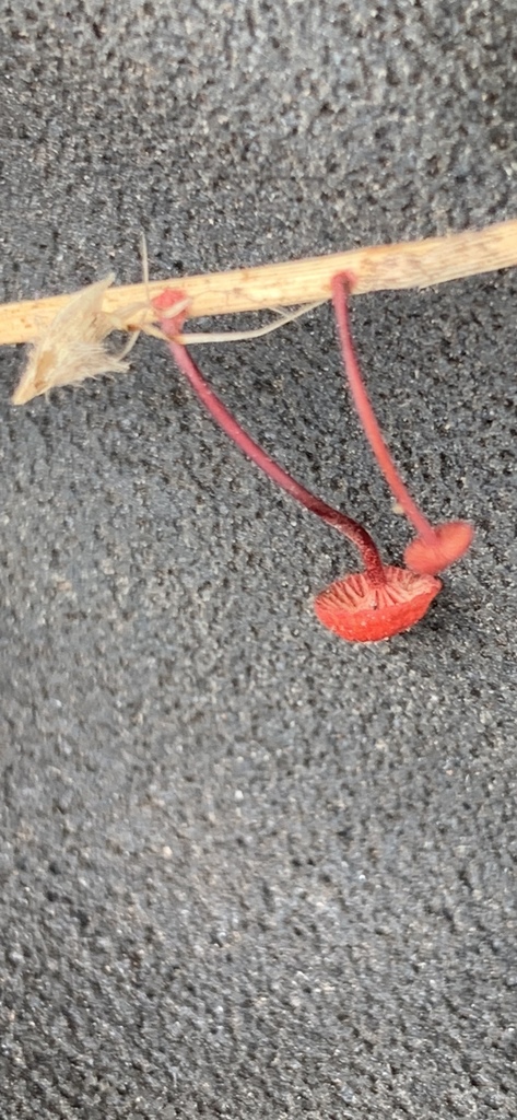 Ruby Bonnet From Namatjira Park Clayton South VIC AU On March 15