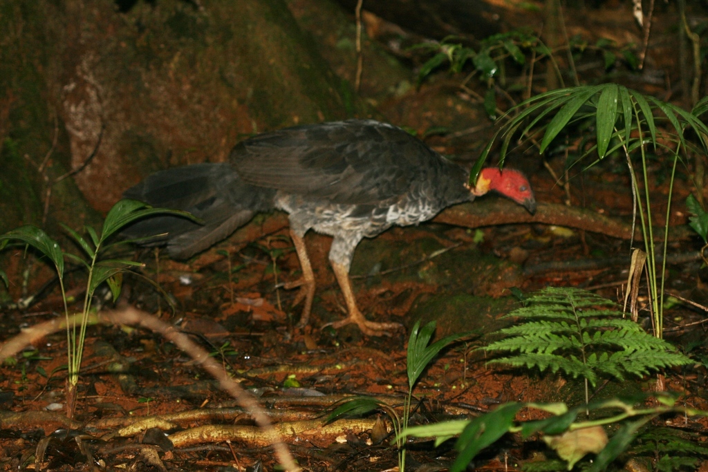 Australian Brushturkey From Maleny Qld Australia On February