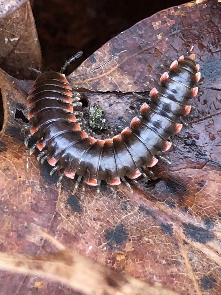 Swamp Dwelling Twisted Claw Millipede Arthropods Of Long Branch