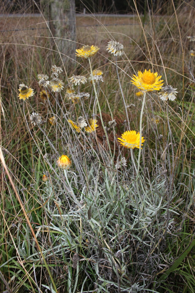 Leucochrysum Albicans Albicans From Thulimbah Qld Australia On