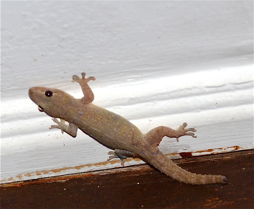 Asian House Gecko From Borneo Rainforest Lodge Danum Valley Sabah