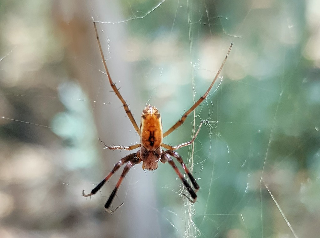 Australian Golden Orbweaver From Alice Springs Nt Australia On March